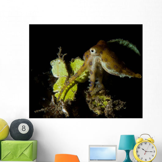 Blue Ring Octopus Displaying Wall Decal Design 2