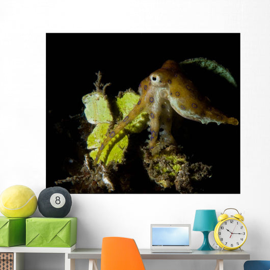 Blue Ring Octopus Displaying Wall Decal Design 2
