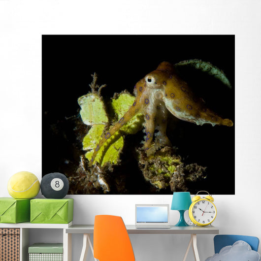 Blue Ring Octopus Displaying Wall Decal Design 2