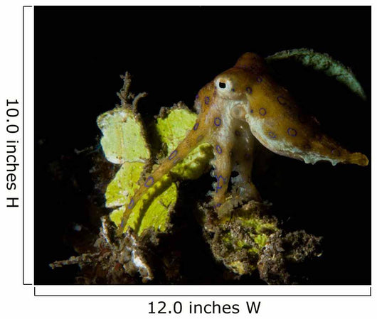 Blue Ring Octopus Displaying Wall Decal Design 2