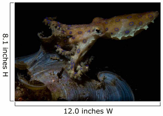 Blue Ring Octopus Displaying Wall Decal Design 1