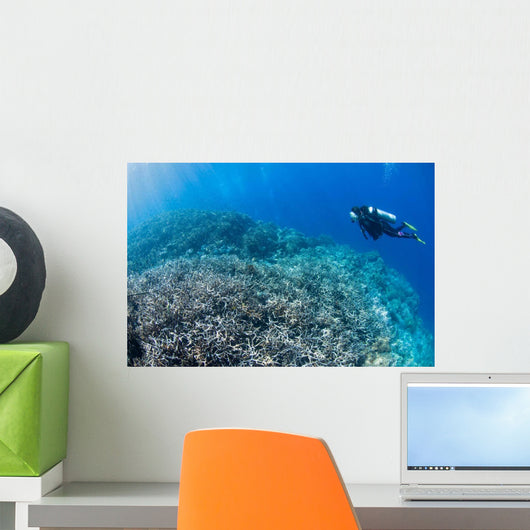 Diver Inspects Hard Coral Wall Decal