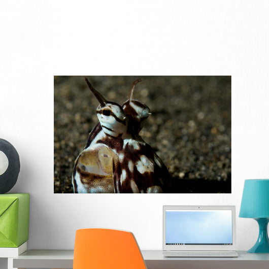 Mimic Octopus Lembeh Strait Wall Decal Design 5