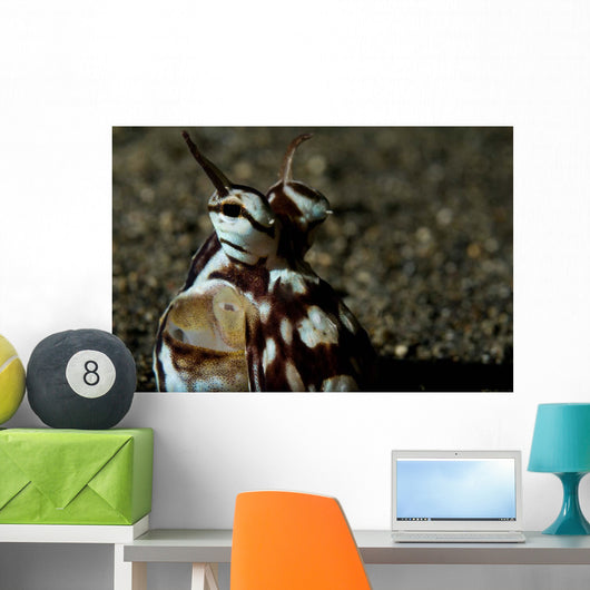 Mimic Octopus Lembeh Strait Wall Decal Design 5