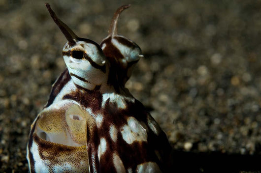 Mimic Octopus Lembeh Strait Wall Decal Design 5