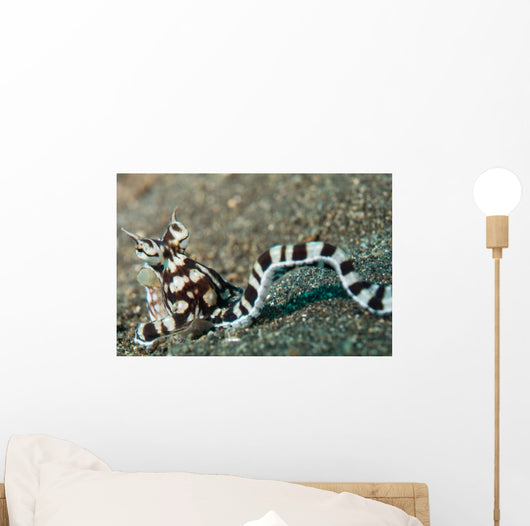 Mimic Octopus Lembeh Strait Wall Decal Design 4