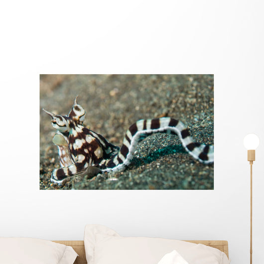 Mimic Octopus Lembeh Strait Wall Decal Design 4