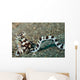 Mimic Octopus Lembeh Strait Wall Decal Design 4