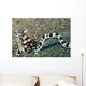 Mimic Octopus Lembeh Strait Wall Decal Design 4
