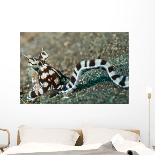 Mimic Octopus Lembeh Strait Wall Decal Design 4