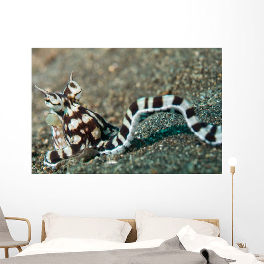 Mimic Octopus Lembeh Strait Wall Decal Design 4