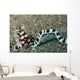Mimic Octopus Lembeh Strait Wall Decal Design 4