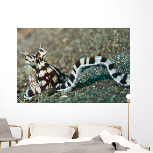 Mimic Octopus Lembeh Strait Wall Decal Design 4