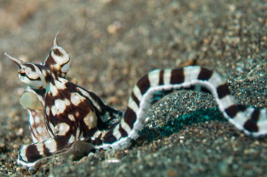 Mimic Octopus Lembeh Strait Wall Decal Design 4