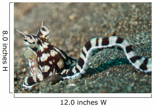 Mimic Octopus Lembeh Strait Wall Decal Design 4