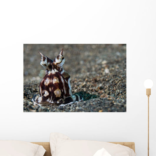 Mimic Octopus Lembeh Strait Wall Decal Design 3
