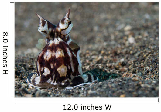 Mimic Octopus Lembeh Strait Wall Decal Design 3