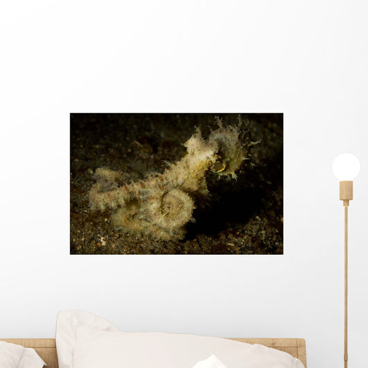 Algae Octopus Lembeh Strait Wall Decal