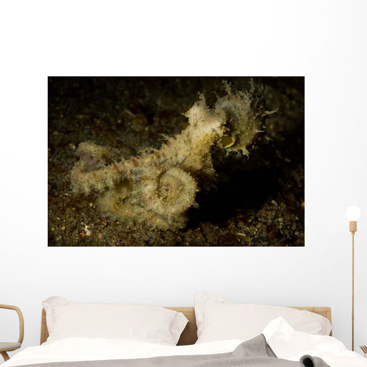 Algae Octopus Lembeh Strait Wall Decal