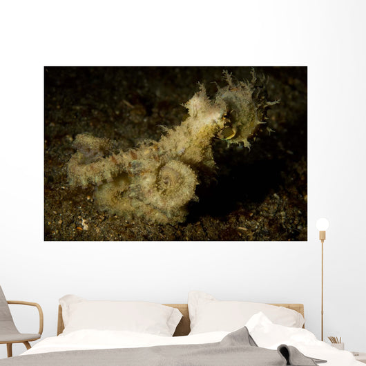 Algae Octopus Lembeh Strait Wall Decal