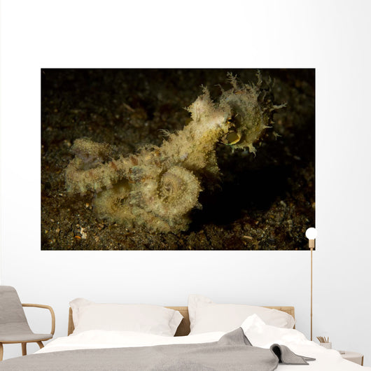 Algae Octopus Lembeh Strait Wall Decal