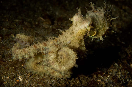 Algae Octopus Lembeh Strait Wall Decal