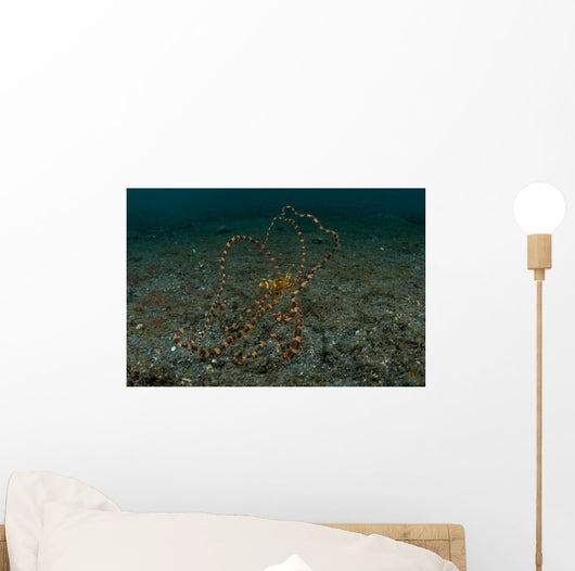 Wunderpus Sand North Sulawesi Wall Decal