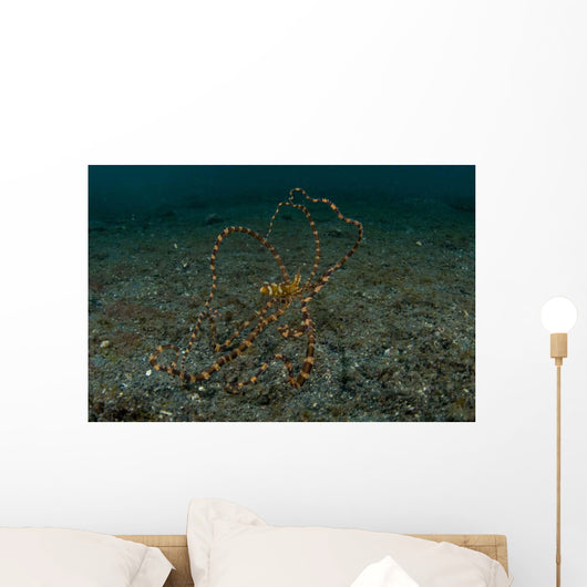 Wunderpus Sand North Sulawesi Wall Decal