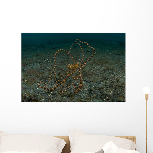 Wunderpus Sand North Sulawesi Wall Decal