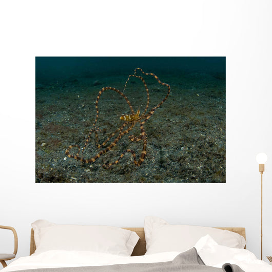 Wunderpus Sand North Sulawesi Wall Decal