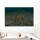 Wunderpus Sand North Sulawesi Wall Decal