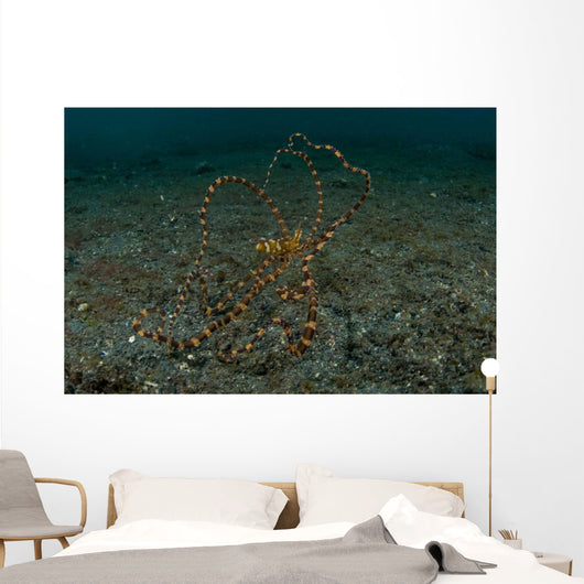 Wunderpus Sand North Sulawesi Wall Decal
