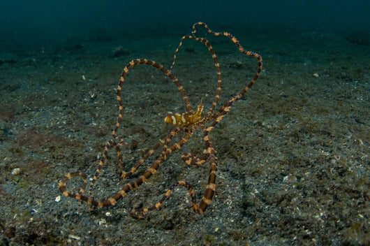 Wunderpus Sand North Sulawesi Wall Decal