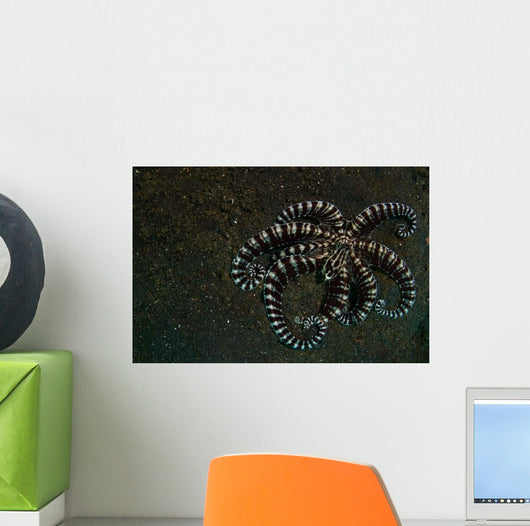 Mimic Octopus Lembeh Strait Wall Decal Design 2