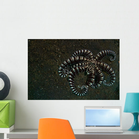Mimic Octopus Lembeh Strait Wall Decal Design 2