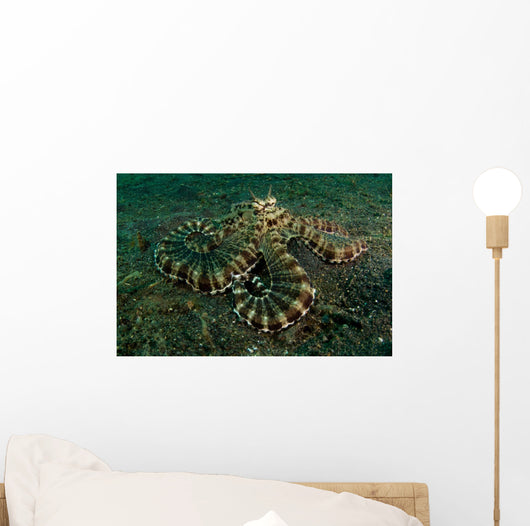 Mimic Octopus Lembeh Strait Wall Decal Design 1