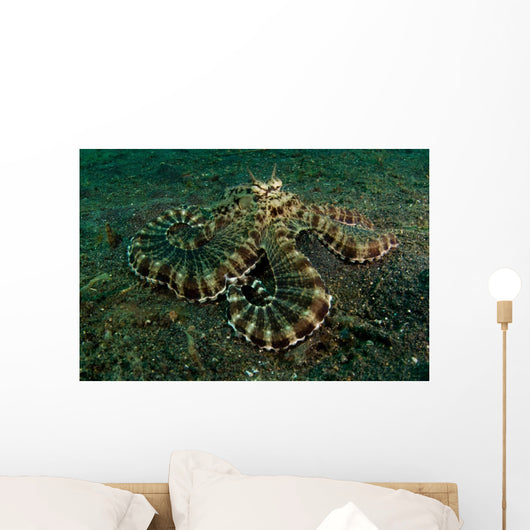 Mimic Octopus Lembeh Strait Wall Decal Design 1