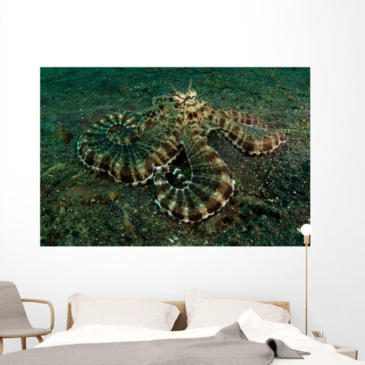 Mimic Octopus Lembeh Strait Wall Decal Design 1