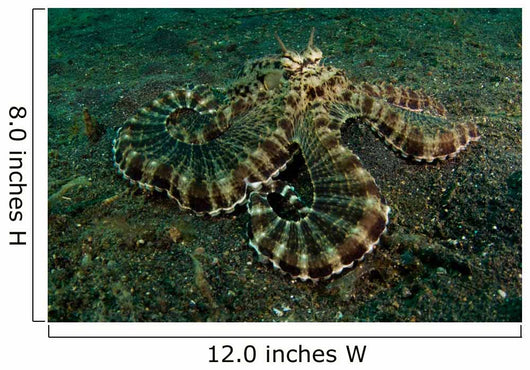 Mimic Octopus Lembeh Strait Wall Decal Design 1