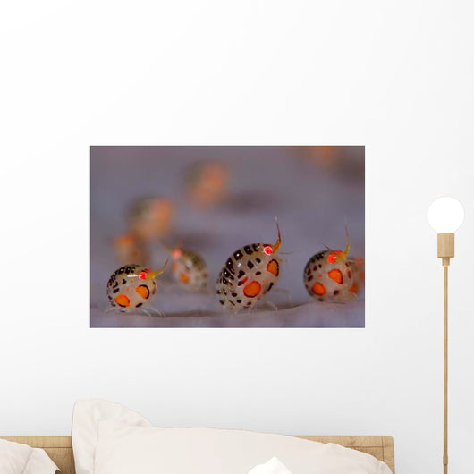 Ladybug Amphipods Undescribed Species Wall Decal Design 1