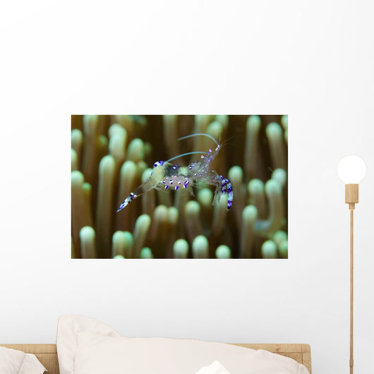 Sarasvati Anemone Shrimp with Wall Decal