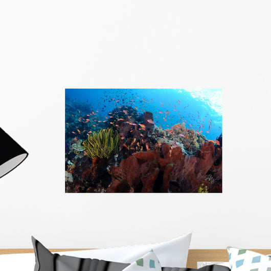 Anthias Fish Hover over Wall Decal Design 2