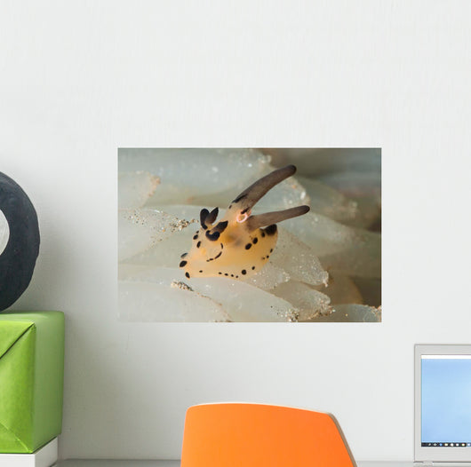 Pokemon Nudibranch Feeds Eggs Wall Decal