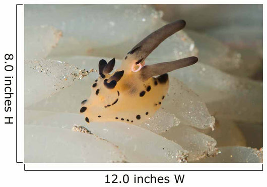 Pokemon Nudibranch Feeds Eggs Wall Decal