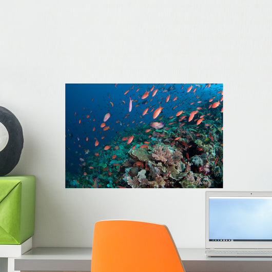 Several Species Small Schooling Wall Decal Design 6