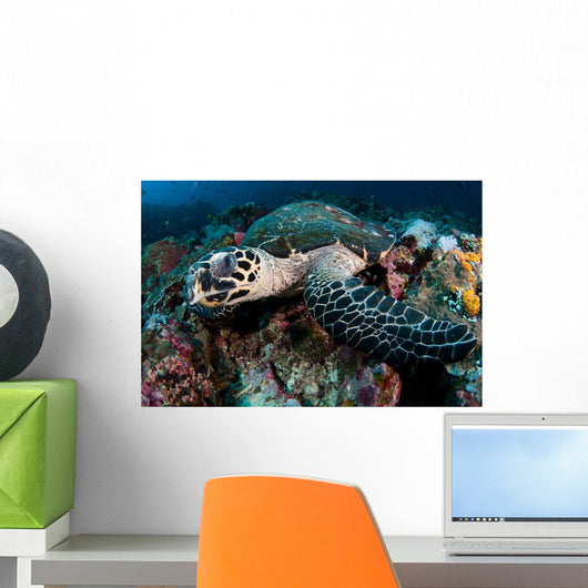 Hawksbill Sea Turtle Portrait Wall Decal Design 2