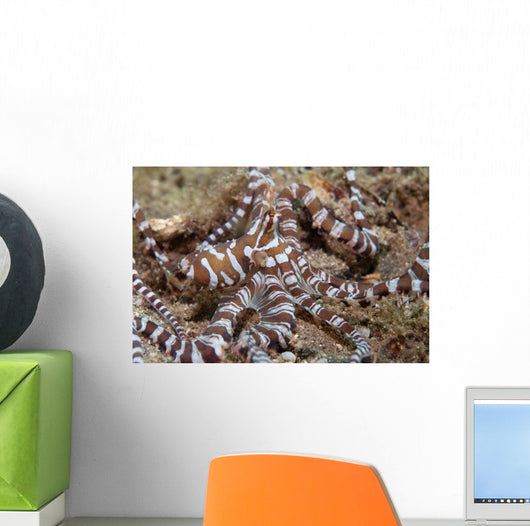 Wunderpus Octopus Sand Wall Decal
