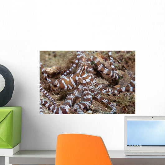 Wunderpus Octopus Sand Wall Decal