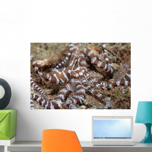 Wunderpus Octopus Sand Wall Decal