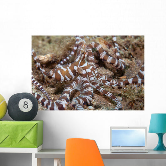 Wunderpus Octopus Sand Wall Decal